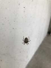 Larinioides sclopetarius