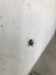 Larinioides sclopetarius