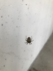 Larinioides sclopetarius