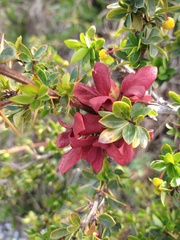 Puccinia magellanica