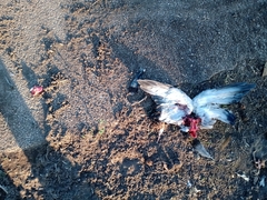 Parabuteo unicinctus unicinctus