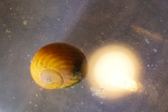 Littorina obtusata