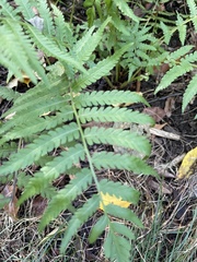 Deparia petersenii