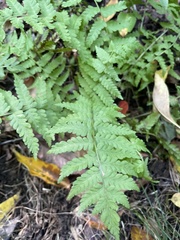 Deparia petersenii