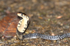 Naja guineensis