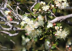 Amomyrtus meli