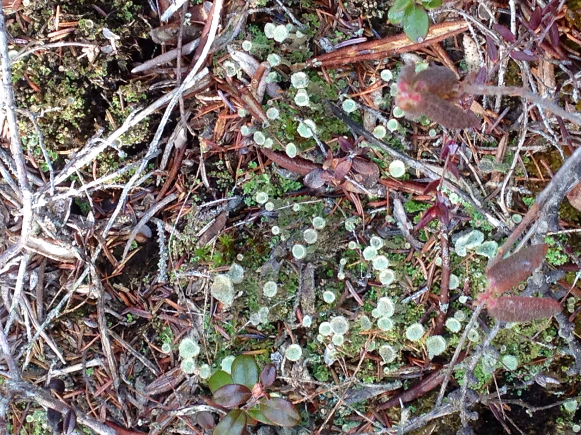Cladonia fimbriata image