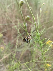 Bicyrtes insidiatrix