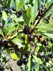 Rhamnus lycioides