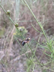 Bicyrtes insidiatrix