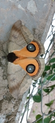 Automeris coresus