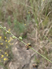 Bicyrtes insidiatrix