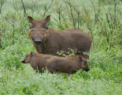 Common Warthog