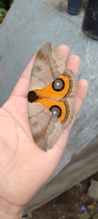Automeris coresus