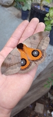Automeris coresus