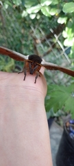 Automeris coresus