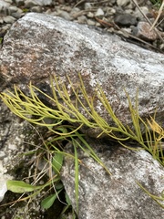 Galatella linosyris