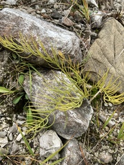 Galatella linosyris