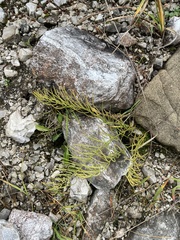 Galatella linosyris