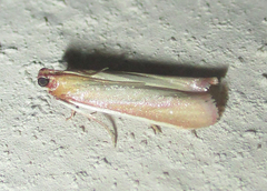 Oncocera