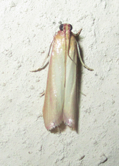 Oncocera