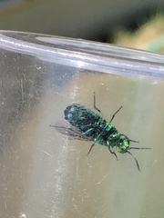 Chrysis conica