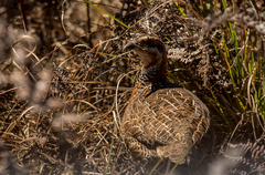 Scleroptila levaillantii