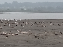 Leucophaeus modestus