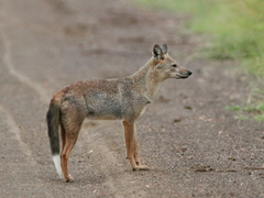 Lupulella adusta adusta