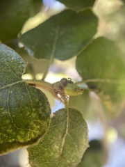 Callirhytis carmelensis