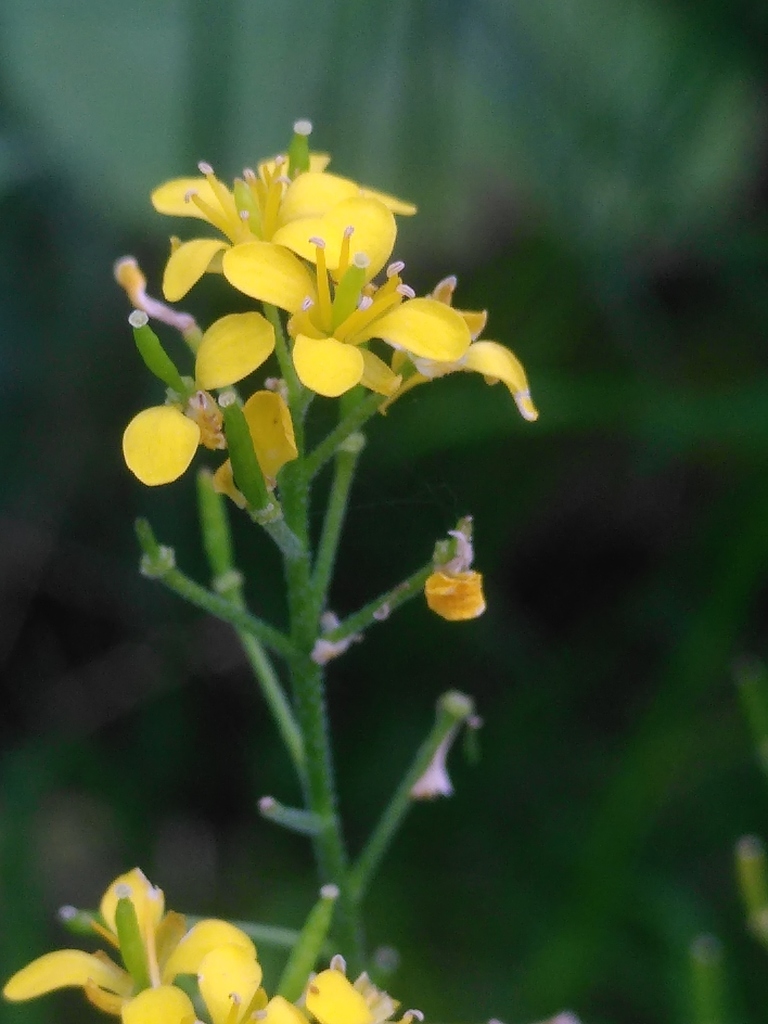 Descurainia tanacetifolia (Descurainia tanacetifolia)
