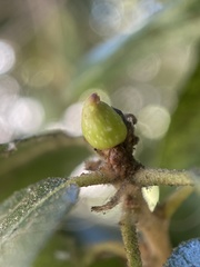 Callirhytis carmelensis