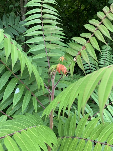 sumach pálkový (Rhus typhina)