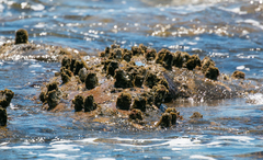 Austromegabalanus nigrescens