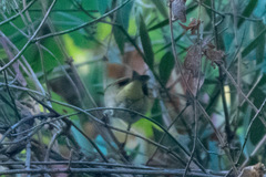 Phylloscopus ibericus