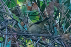 Phylloscopus ibericus