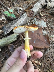 Amanita erythrocephala
