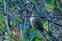 Phylloscopus ibericus