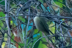 Phylloscopus ibericus