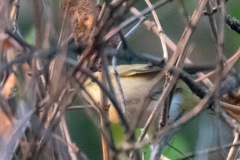 Phylloscopus ibericus