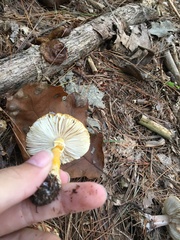 Amanita erythrocephala