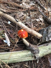 Amanita erythrocephala