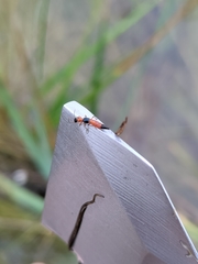 Paederus littorarius