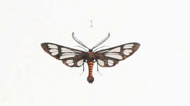 Phacusa tenebrosa