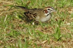 Chondestes grammacus