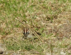 Chondestes grammacus