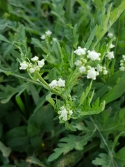 Parthenium bipinnatifidum