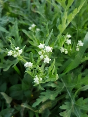 Parthenium bipinnatifidum