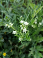 Parthenium bipinnatifidum