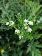 Parthenium bipinnatifidum